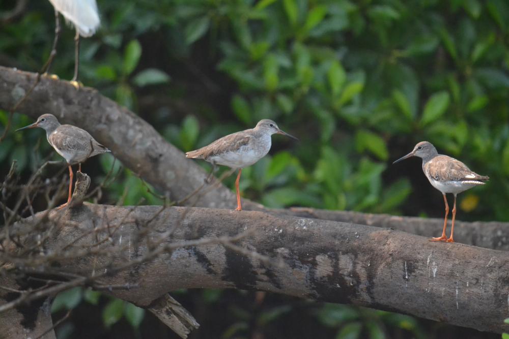 Salim Ali Bird Sanctuary (8).jpg